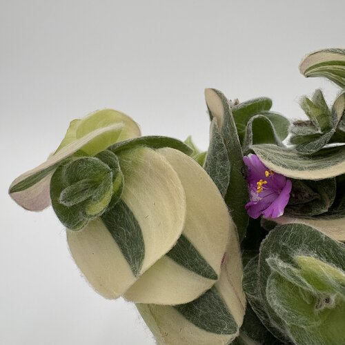 New Vogue™ Feeling Trendy™ - Inch Plants - Tradescantia hybrid