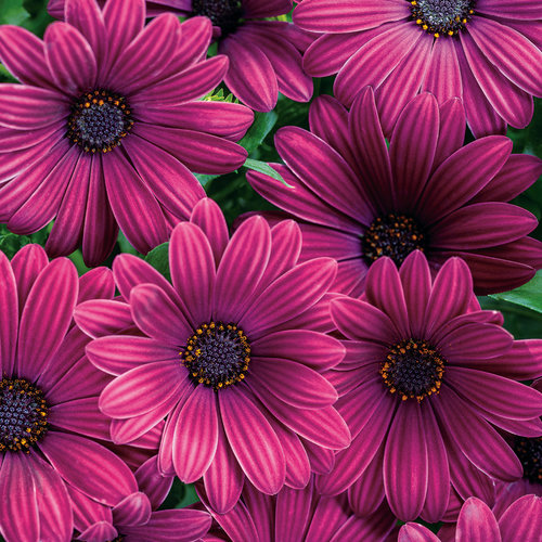 Bright Lights™ Purple - African Daisy - Osteospermum hybrid