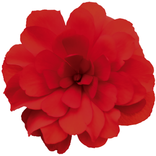 Nonstop® Joy Red - Tuberous Begonia - Begonia x tuberhybrida