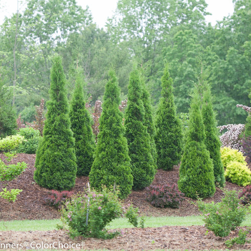 arborvitae