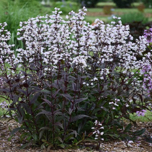 Onyx and Pearls - Beardtongue - Penstemon hybrid