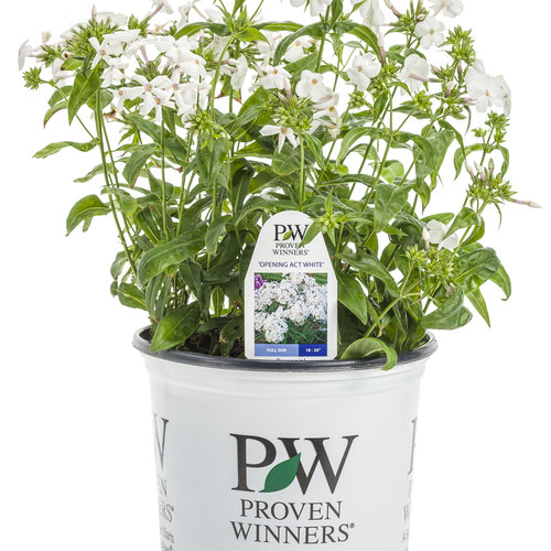opening_act_white_phlox_branded_container.jpg