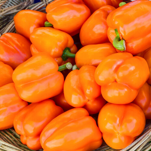 Orange Sun Bell Pepper - Orange Bell Pepper - Capsicum annuum