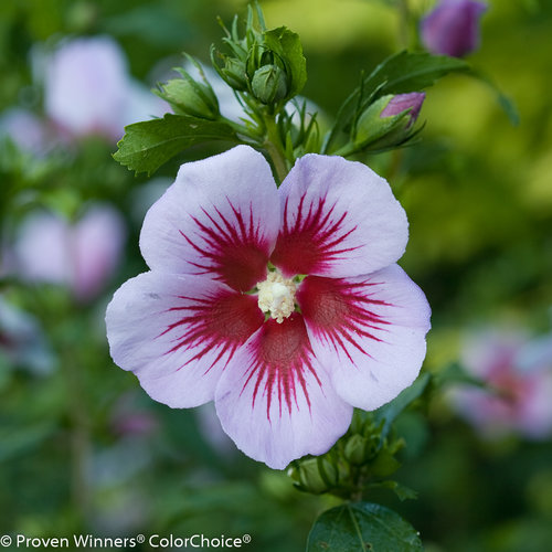 Orchid Satin® - Rose of Sharon - Hibiscus syriacus