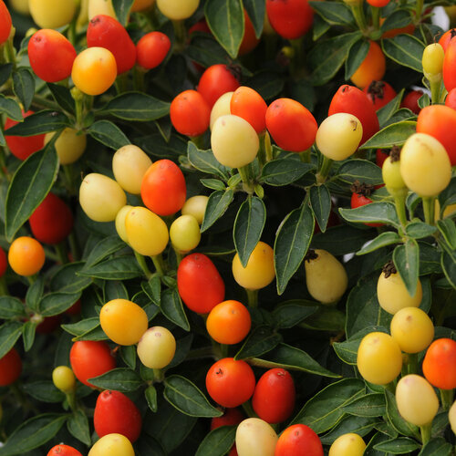 Hot Pops Yellow - Ornamental Pepper - Capsicum annuum