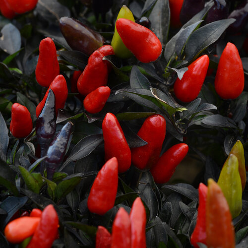 Midnight Fire - Ornamental Pepper - Capsicum annuum