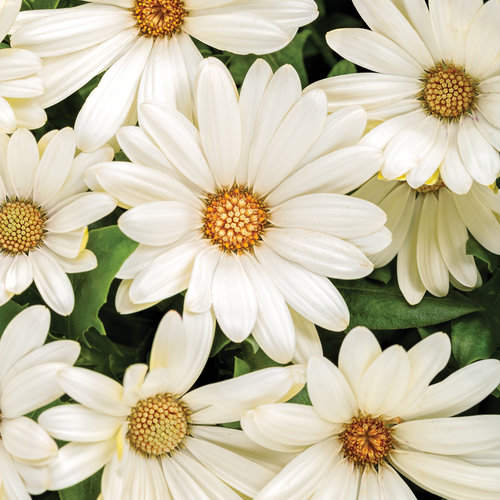 Bright Lights™ White - African Daisy - Osteospermum hybrid