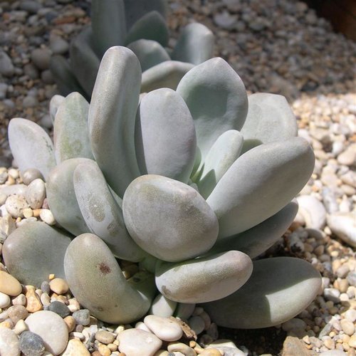 Silver Jelly Bean - Silver Bracts - Pachyphytum bracteosum