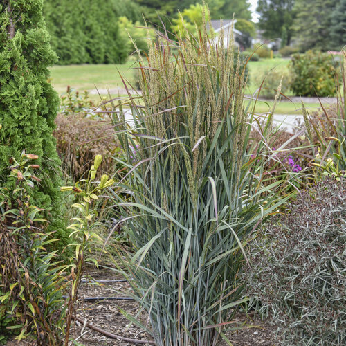 Prairie Winds® 'Blue Spear' - Switch Grass - Panicum virgatum