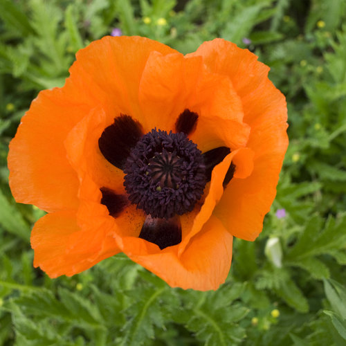 Prince of Orange - Oriental Poppy - Papaver orientalis