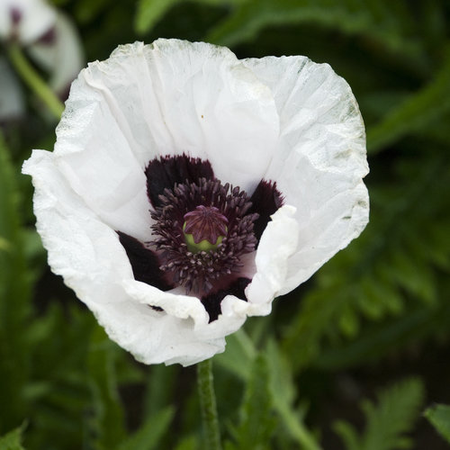 Royal Wedding - Oriental Poppy - Papaver orientalis