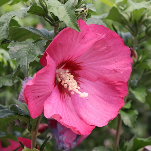 Paraplu Red® - Rose of Sharon - Hibiscus syriacus
