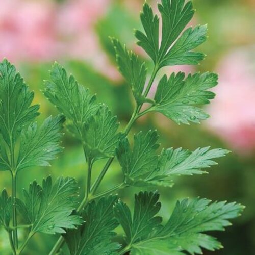 Pasta Perfect™ - Parsley, Flat Leaf - Petroselinum crispum