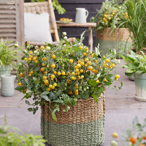 Patio Gems™ Yellow - Dwarf Tomato - Solanum lycopersicum