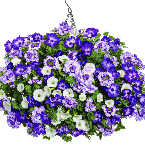 Hanging Basket: Pebble Beach
