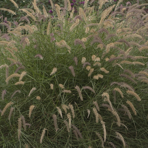 Karley Rose - Oriental Fountain Grass - Pennisetum orientale