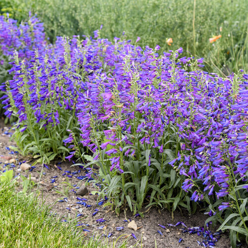 Landscape: Penstemon Bejeweled Lavender Sapphires