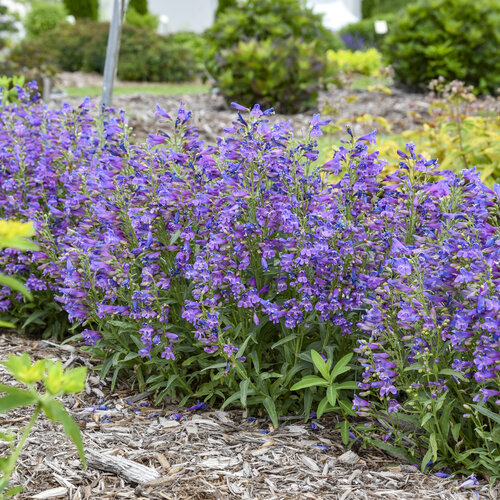 Bejeweled® 'Lavender Sapphires' - Bearded Penstemon - Penstemon barbatus