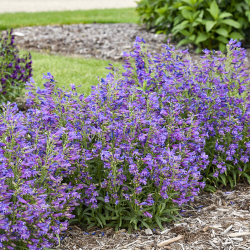 Landscape: Penstemon Bejeweled Lavender Sapphires
