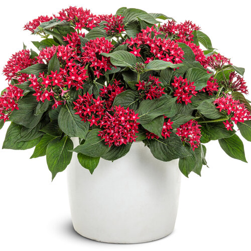 Beauty Shot: Sunstar® Red II - Egyptian star flower - Pentas