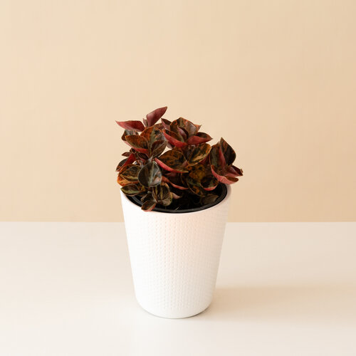 Savory Delights® Orange Macaron™ - Pepper Elder - Peperomia obtusifolia