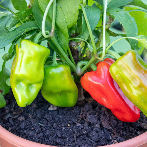 Sweet Escape™ Luna - Dwarf Sweet Pepper - Capsicum annuum