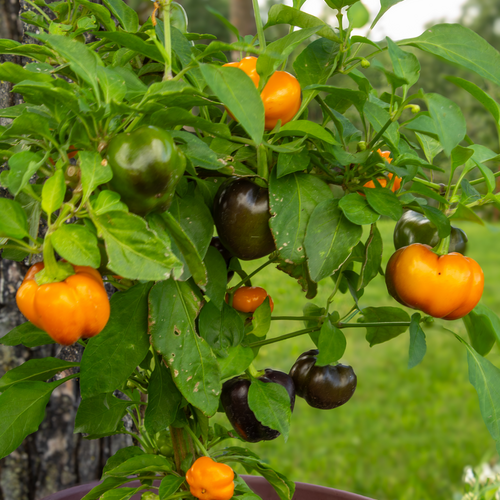 Pumpkin Peppers™ Halloween Gold - Dwarf Sweet Pepper - Capsicum annuum