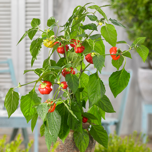 Pumpkin Peppers™ Spooky Red - Dwarf Sweet Pepper - Capsicum annuum