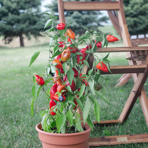 Fire Away® Mamba Red - Dwarf Hot Pepper - Capsicum annuum