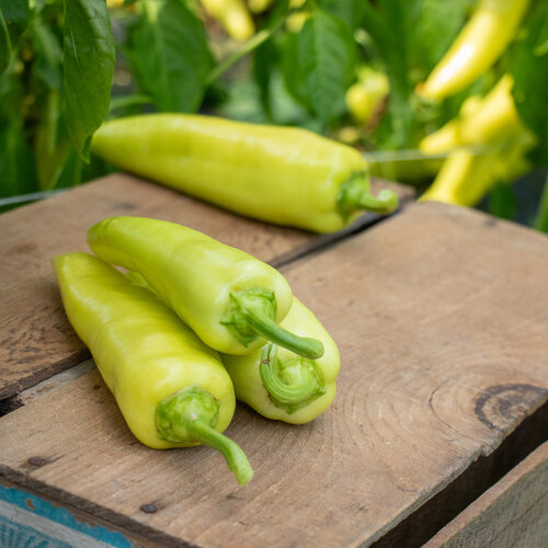 Fire Away® Venom - Hot Banana Pepper - Capsicum annuum