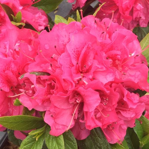 Perfecto Mundo® Double Dark Pink - Reblooming Azalea - Rhododendron x
