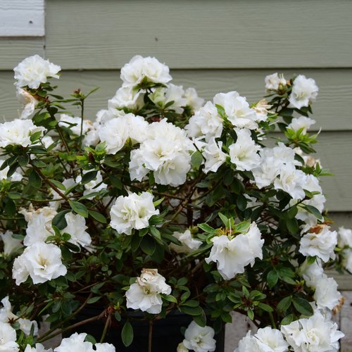 Perfecto Mundo® Double White - Reblooming Azalea - Rhododendron x