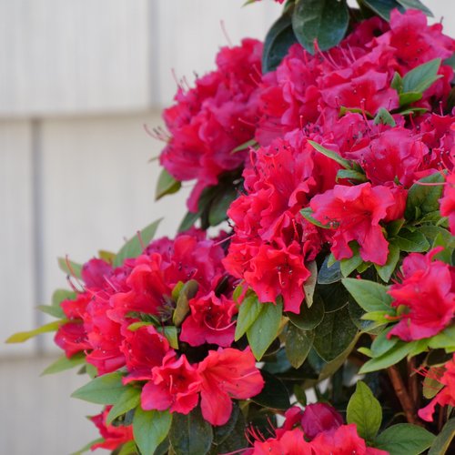 Perfecto Mundo® Red - Reblooming Azalea - Rhododendron x