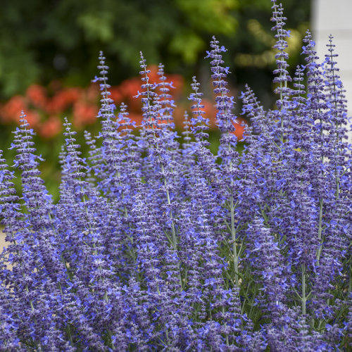 Denim 'n Lace' - Russian Sage - Perovskia atriplicifolia