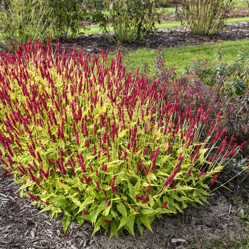 Landscape: Persicaria Glowing Reviews Mountain Fleece