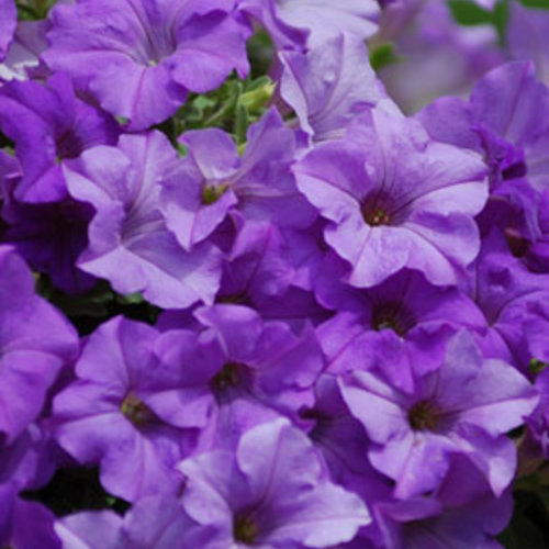 Petunia Vintage Lone Star Seed Packet, Heavenly Blue