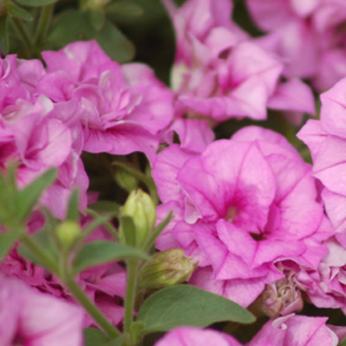 Surfinia® Summer Double™ Pink Petunia hybrid Proven Winners