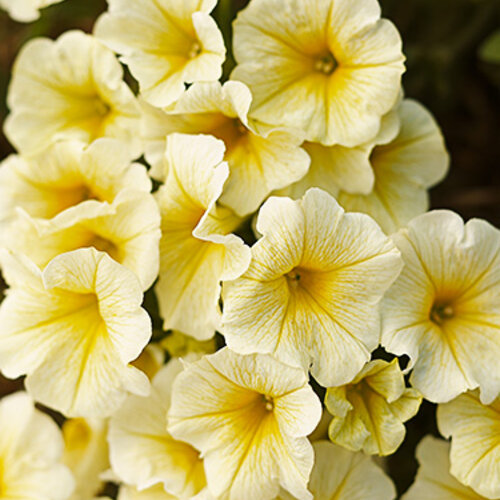 Good and Plenty™ Yellow Petunia hybrid Proven Winners