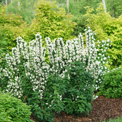 philadelphus_illuminati_tiny_tower_1.jpg