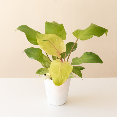 Prismacolor™ Snowdrift™ - heartleaf Philodendron - Philodendron hybrid
