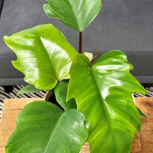 philodendron_prisacolor_mayoi_tpc.jpg