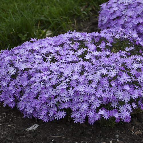 Bedazzled Lavender - Hybrid Spring Phlox - Phlox digitalis