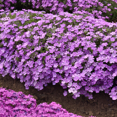Landscape: Candy Cloud Lavender - Mounding Phlox