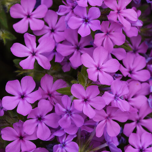Candy Cloud™ Pink - Mounding Phlox - Phlox hybrida