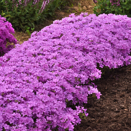 Landscape: Candy Cloud Pink - Mounding Phlox