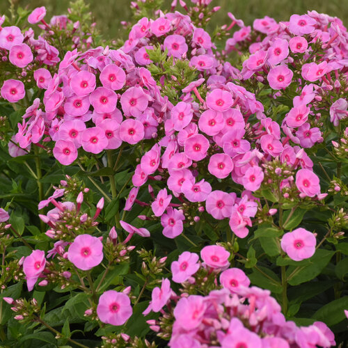 Luminary® 'Prismatic Pink' - Tall Garden Phlox - Phlox paniculata