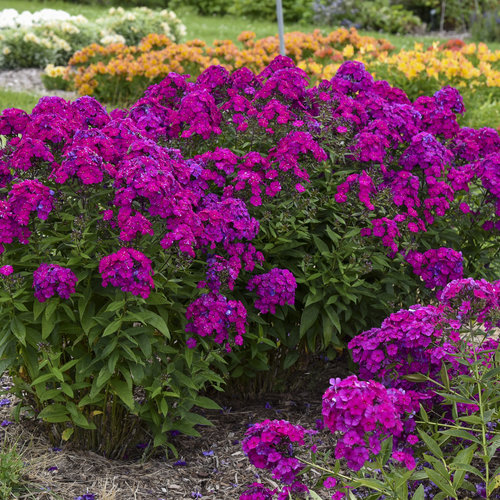 1pair Jardin Genouillères Ultra-Confort en néoprène résistant à leau Gardening genouillères pour Home Gardener Violet Produits de Maison 