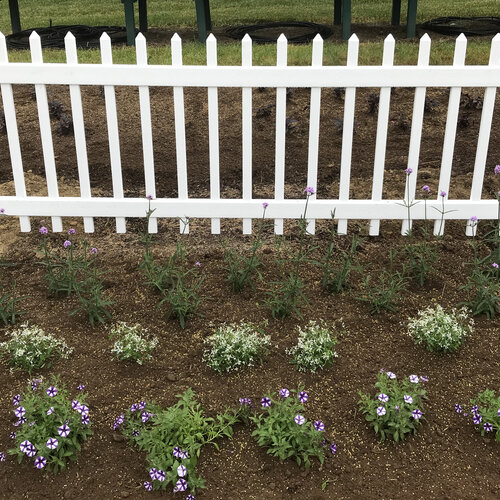 picket_fence_newly_planted.jpg
