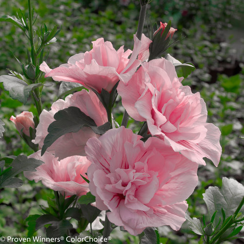 Deciduous Flowering Shrub 20-30cm Hibiscus Syriacus Pink Chiffon incl Pot