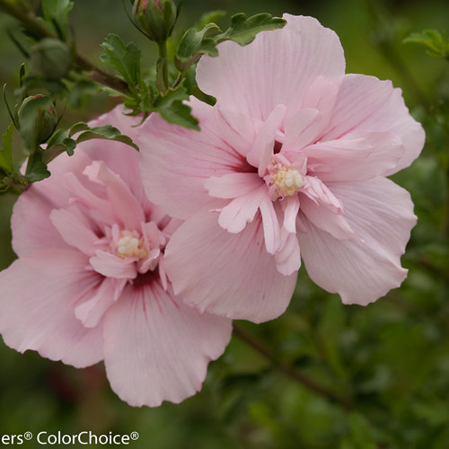 Pink Rose OF Sharon Flower Seeds